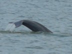 Irrawaddy Dolphin tail.JPG (84 KB)